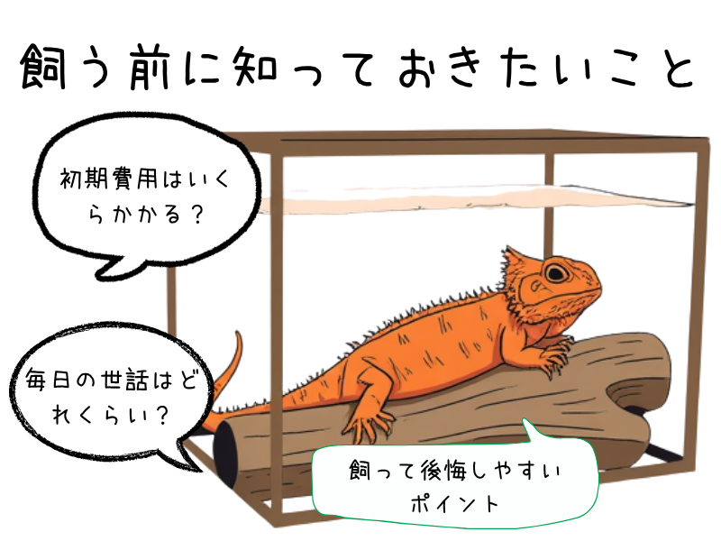 フトアゴヒゲトカゲの初期費用と必要なもの