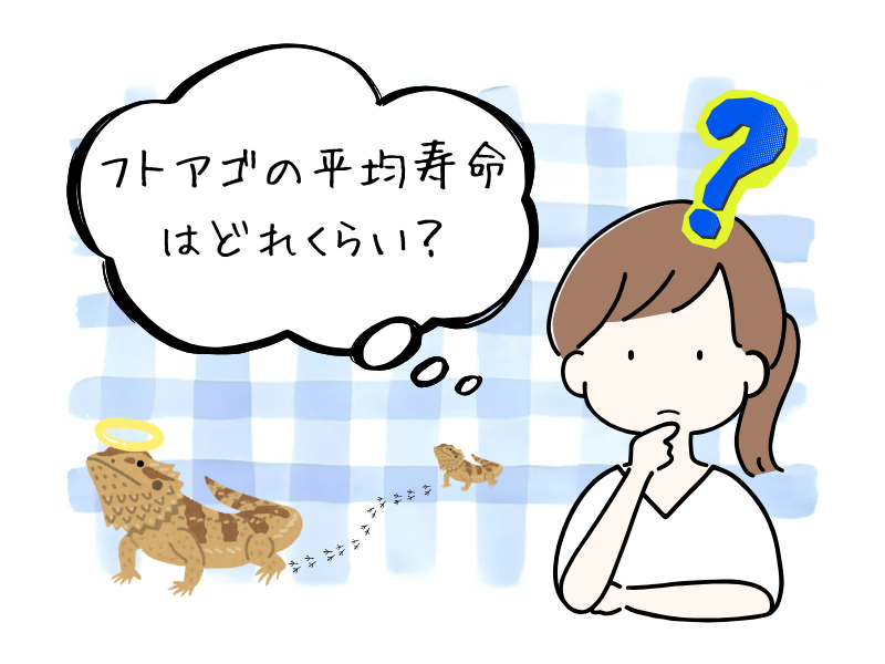 フトアゴヒゲトカゲの寿命と長生きのポイント