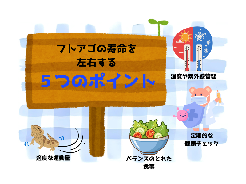 フトアゴヒゲトカゲの寿命と長生きのポイント