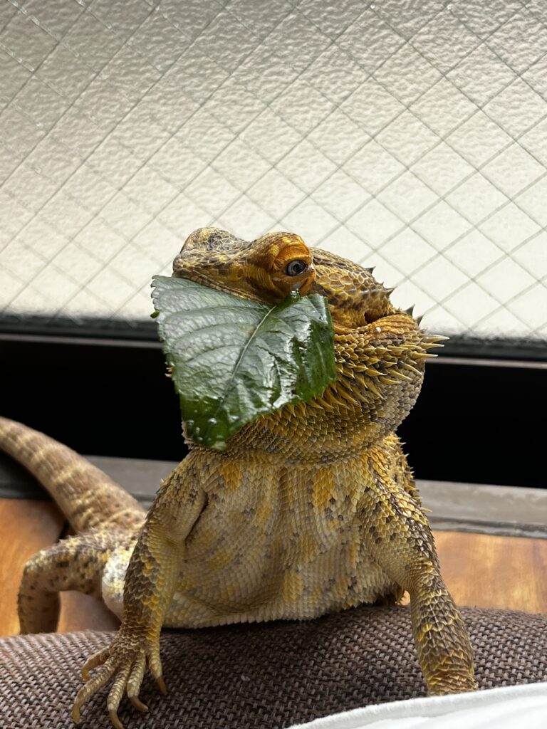 フトアゴヒゲトカゲの寿命と長生きのポイント