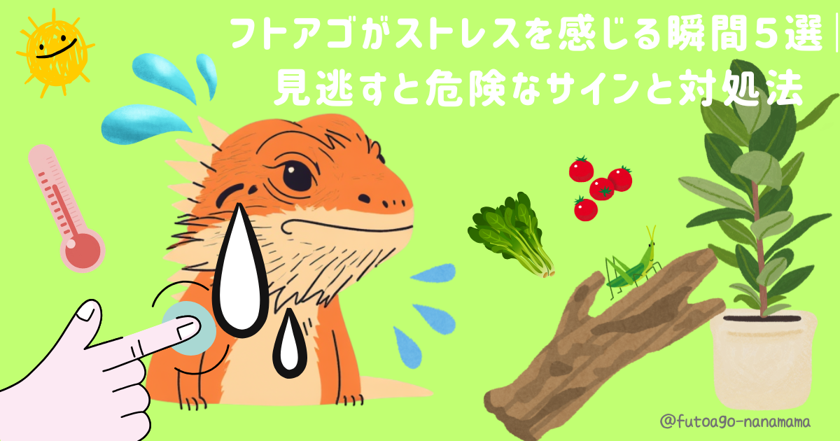 フトアゴヒゲトカゲの成長サイズと大きさを解説するアイキャッチ画像。ベビーからアダルトまでのサイズ変化と飼育ポイントを紹介