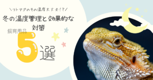 フトアゴヒゲトカゲの寿命と長生きのポイント