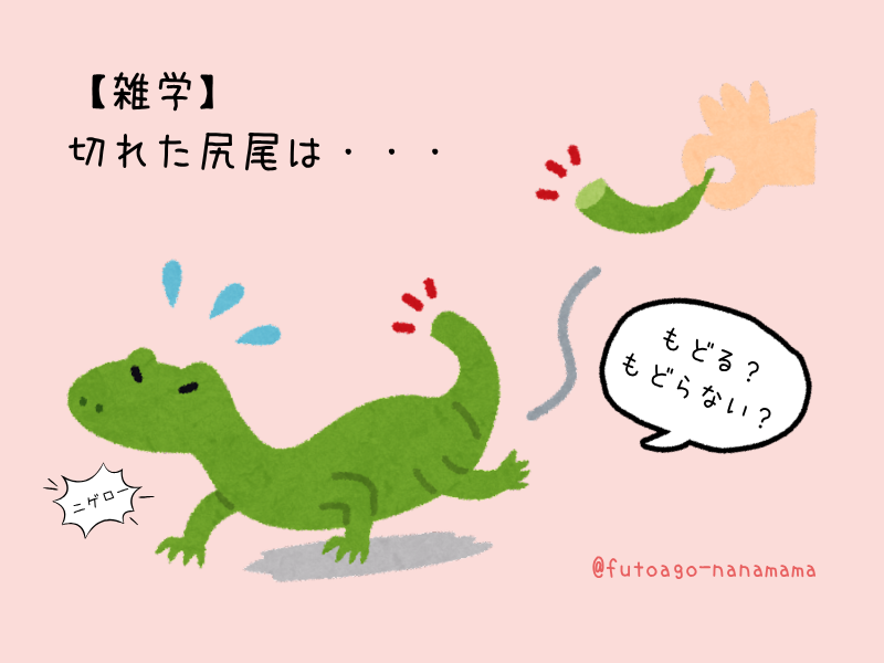 フトアゴヒゲトカゲの生態と雑学