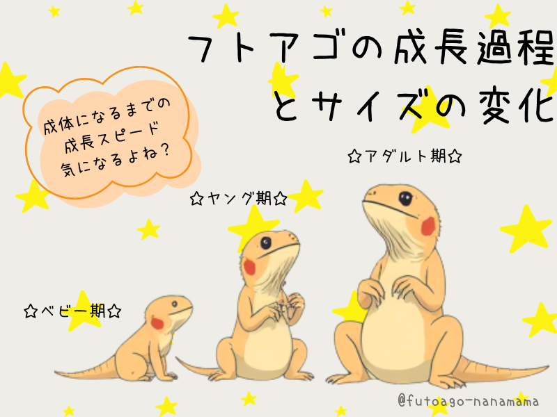 フトアゴヒゲトカゲの大きさと成長サイズ
