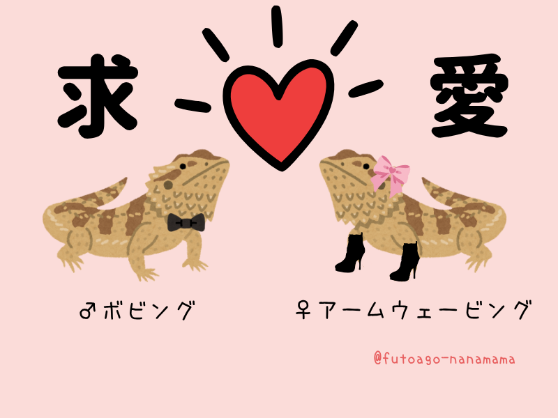 フトアゴヒゲトカゲの生態と雑学