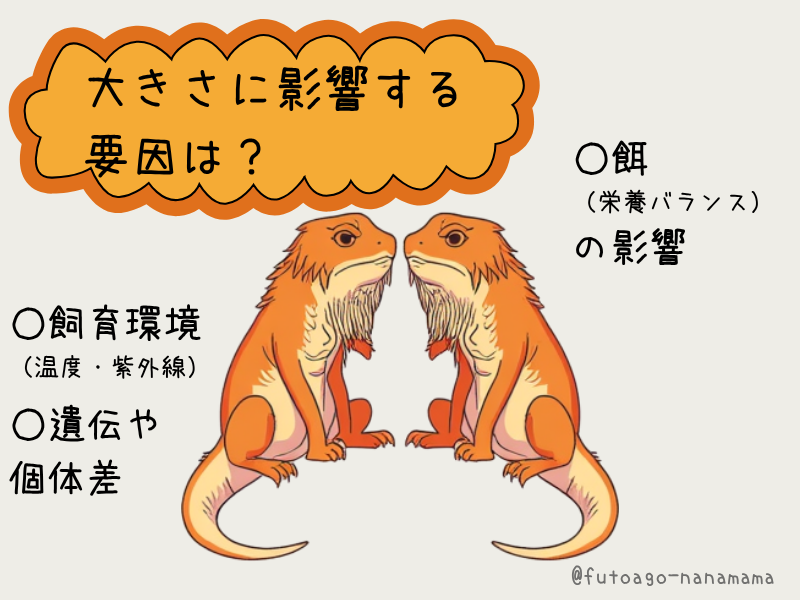 フトアゴヒゲトカゲの大きさと成長サイズ