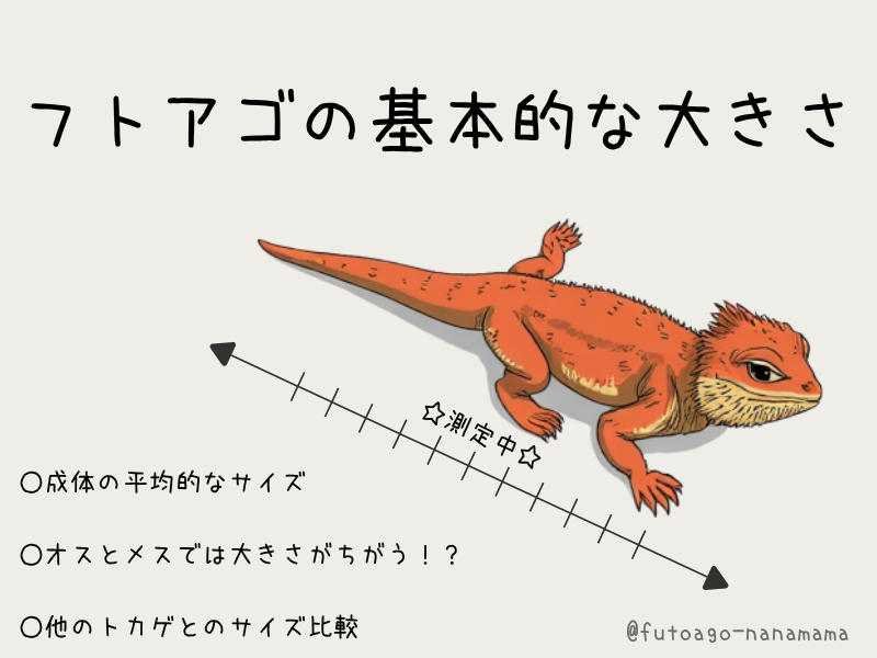 フトアゴヒゲトカゲの大きさと成長サイズ