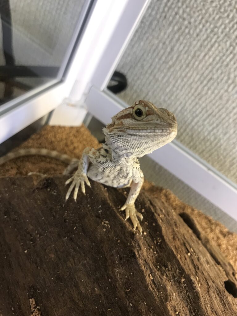 フトアゴヒゲトカゲの生態と雑学