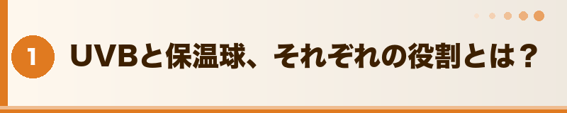フトアゴ飼育に必要なライトの種類セクションバナー