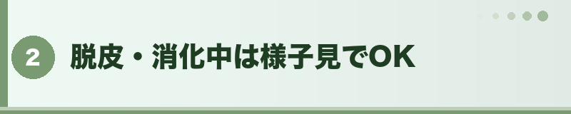 フトアゴ 脱皮・消化中は様子見でOK