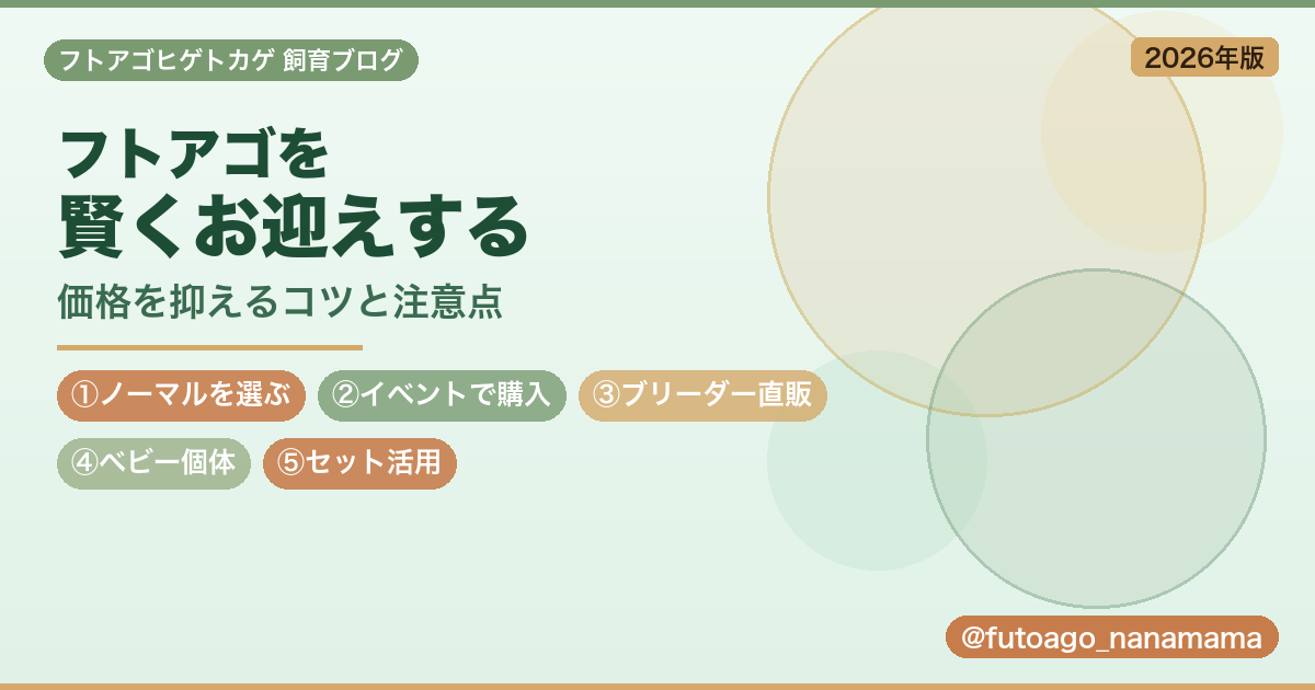 フトアゴヒゲトカゲを安く迎えるコツと注意点
