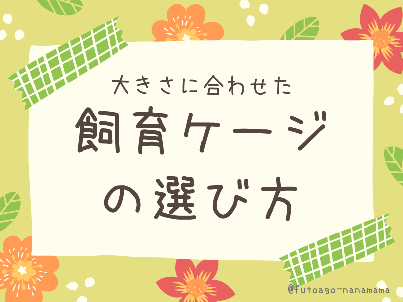 フトアゴヒゲトカゲの大きさと成長サイズ