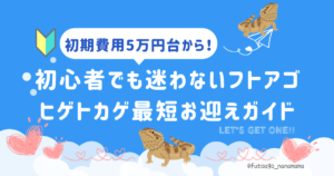 フトアゴヒゲトカゲの大きさと成長サイズ