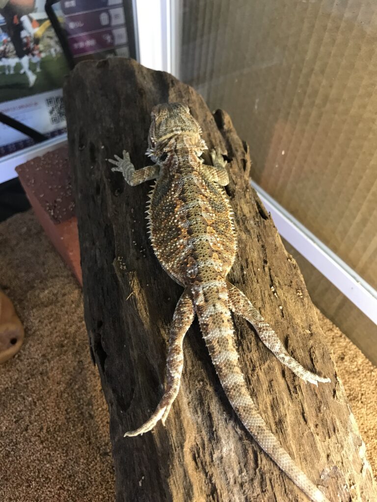 フラットポジション(パンケーキポーズ)のフトアゴヒゲトカゲ