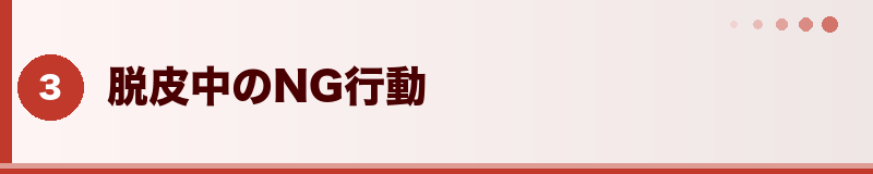 フトアゴ 脱皮中のNG行動