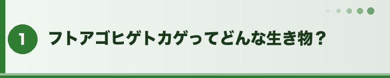 フトアゴ どんな生き物