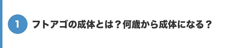 見出しバナー1:フトアゴの成体とは?何歳から成体になる?