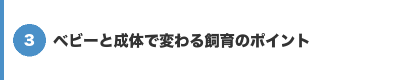 見出しバナー3:ベビーと成体で変わる飼育のポイント