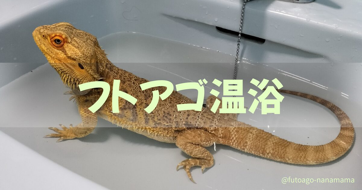 フトアゴヒゲトカゲの温浴ガイド｜効果・温度・時間・注意点