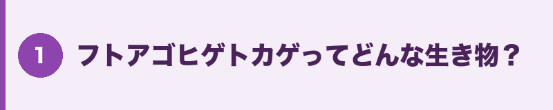 フトアゴヒゲトカゲってどんな生き物?