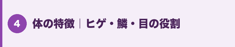 体の特徴|ヒゲ・鱗・目の役割