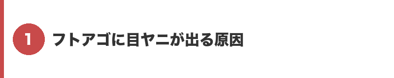 見出しバナー1：フトアゴに目ヤニが出る原因