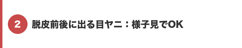 見出しバナー2：脱皮前後に出る目ヤニ：様子見でOK