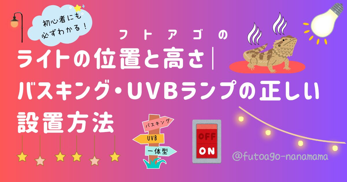 フトアゴヒゲトカゲのライト設置位置と高さ｜バスキング・UVBランプの正しい設置方法