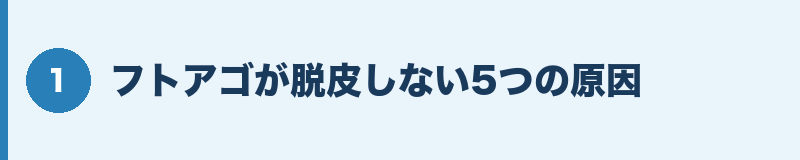 フトアゴが脱皮しない5つの原因