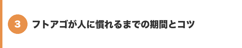 見出しバナー3：フトアゴが人に慣れるまでの期間とコツ