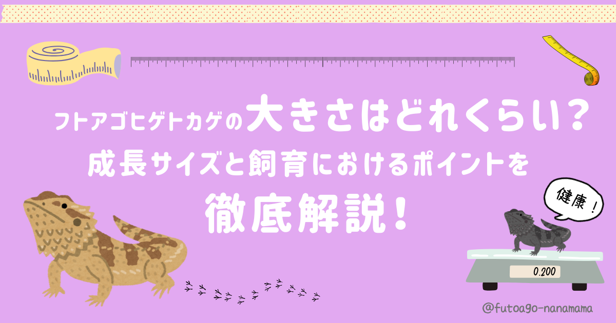 フトアゴヒゲトカゲの大きさと成長サイズ