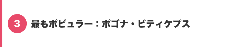見出しバナー3：最もポピュラー：ポゴナ・ビティケプス