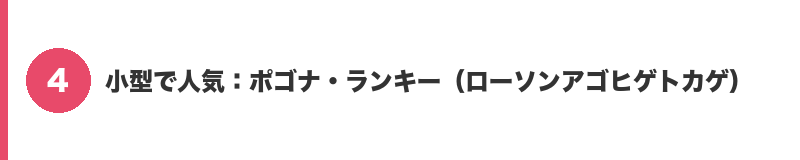 見出しバナー4：小型で人気：ポゴナ・ランキー（ローソンアゴヒゲトカゲ）