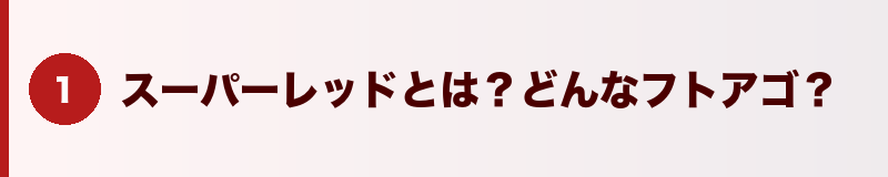 見出しバナー：スーパーレッドとは？どんなフトアゴ？