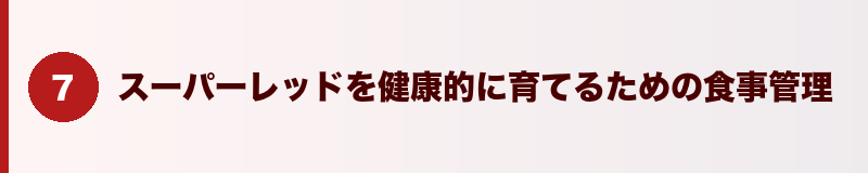 見出しバナー：スーパーレッドを健康的に育てるための食事管理