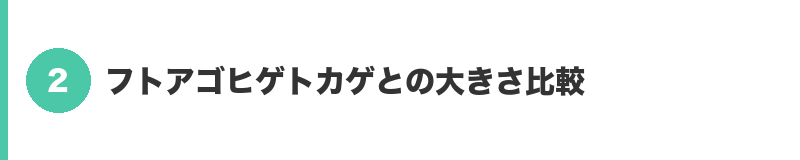 見出しバナー2:フトアゴヒゲトカゲとの大きさ比較