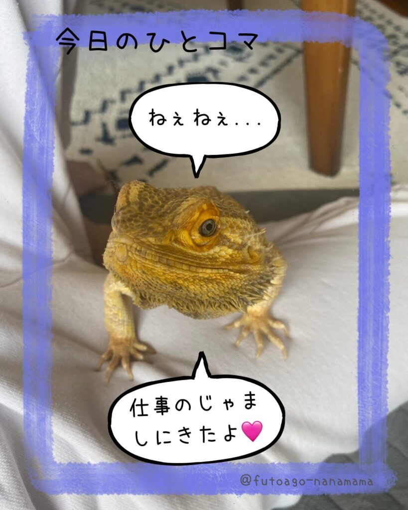 ライフスタイルで選ぶフトアゴとレオパのまとめ写真