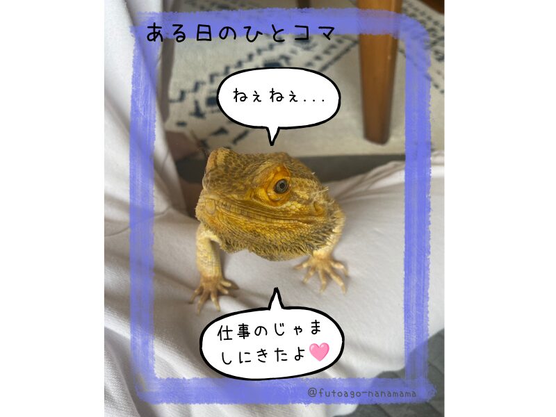 飼い主のそばに来る人懐っこいフトアゴヒゲトカゲ