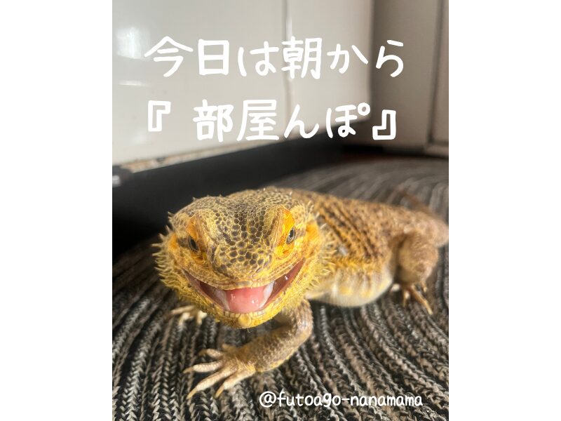 部屋んぽを楽しむフトアゴヒゲトカゲ（フレンドリーな性格）