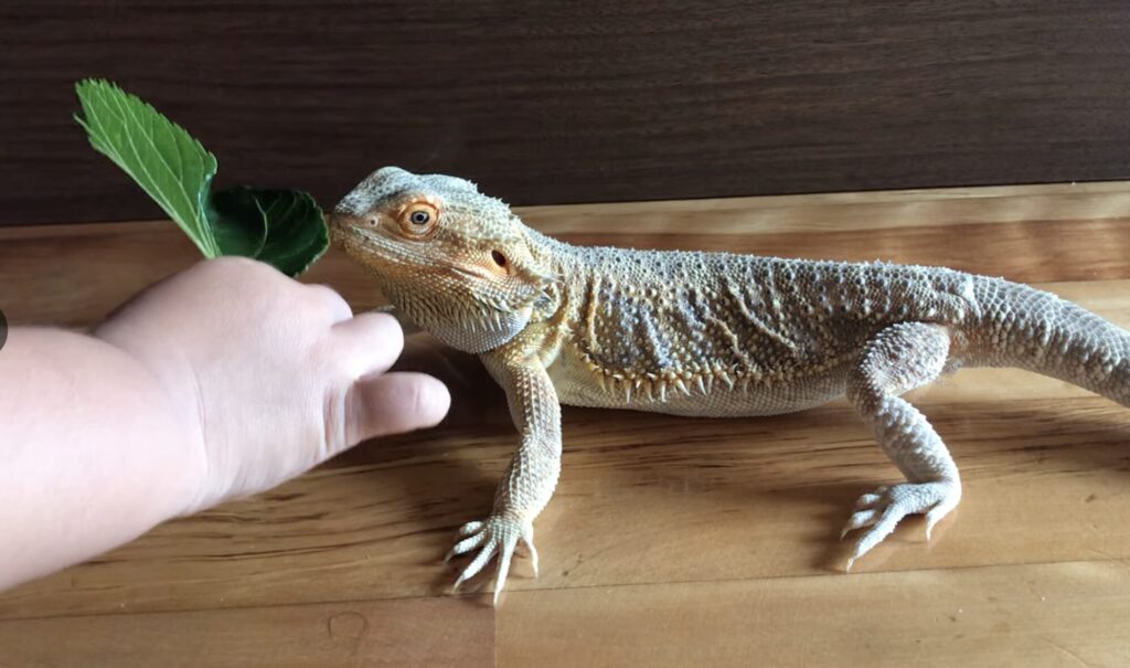 フトアゴヒゲトカゲをハンドリングしているようす