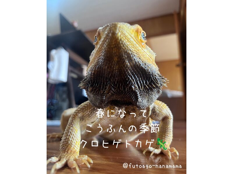 ヒゲを黒くして興奮しているフトアゴヒゲトカゲ（威嚇サイン）