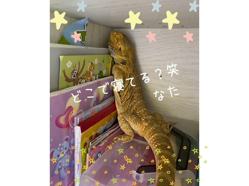 本棚で寝るフトアゴヒゲトカゲ（マイペースな個体差）