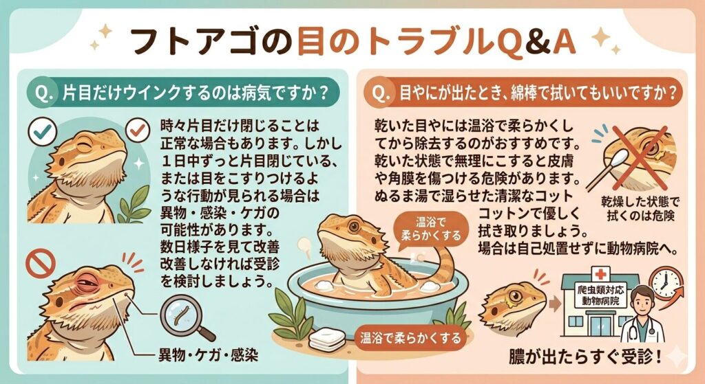フトアゴの目の病気 よくある質問