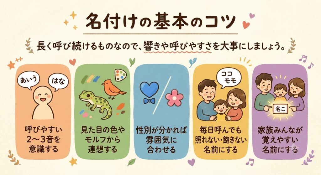 フトアゴの名付けの基本のコツを示すイラスト