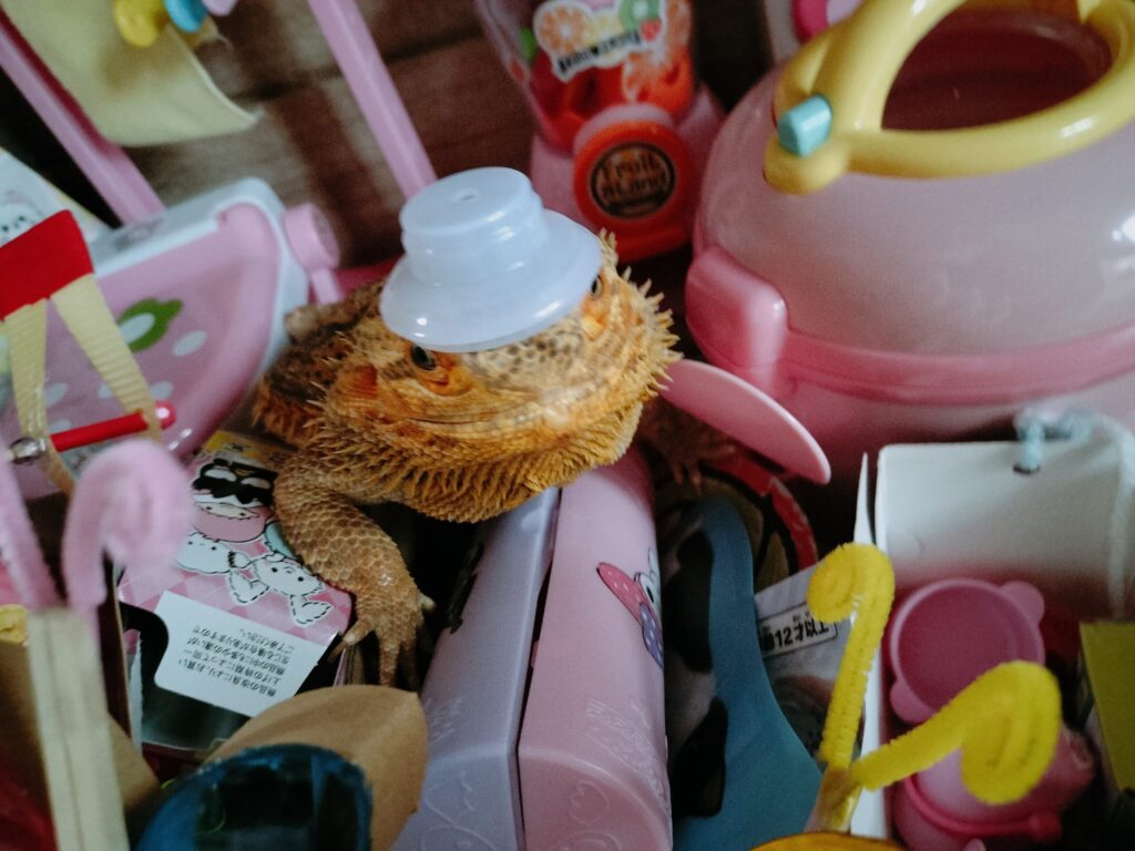 名前を呼ばれて反応するフトアゴの写真