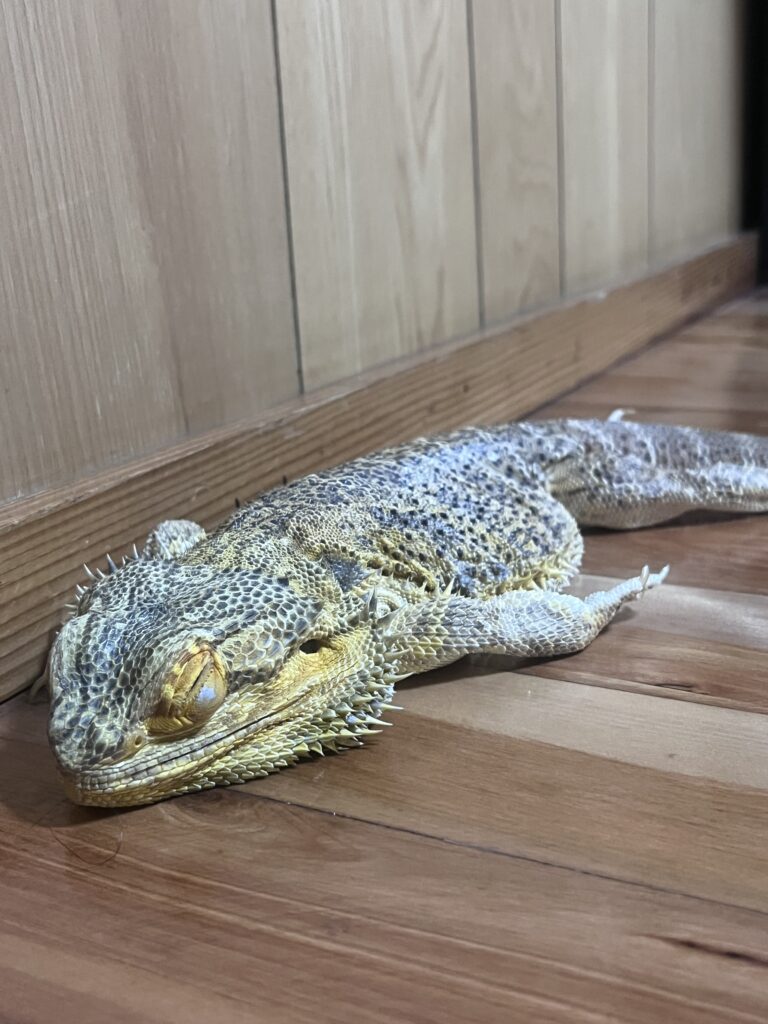 脱皮不全で皮が残ったフトアゴの様子