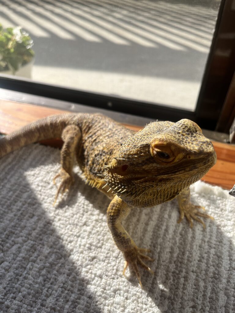 フトアゴ各モルフの飼育難易度の違い
