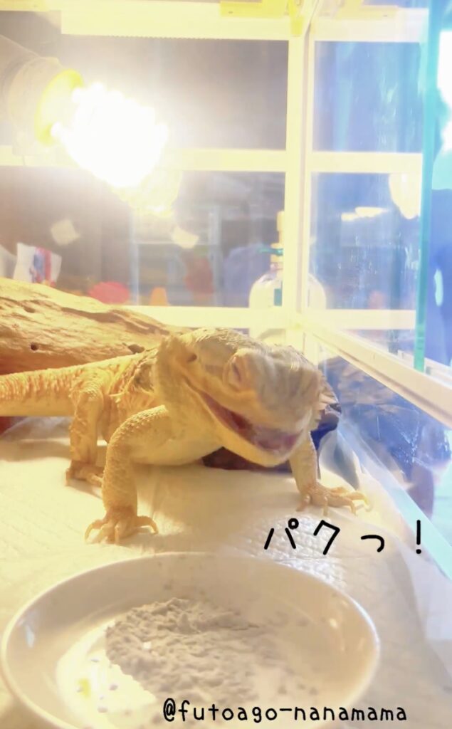 脱皮を終えたきれいなフトアゴの写真