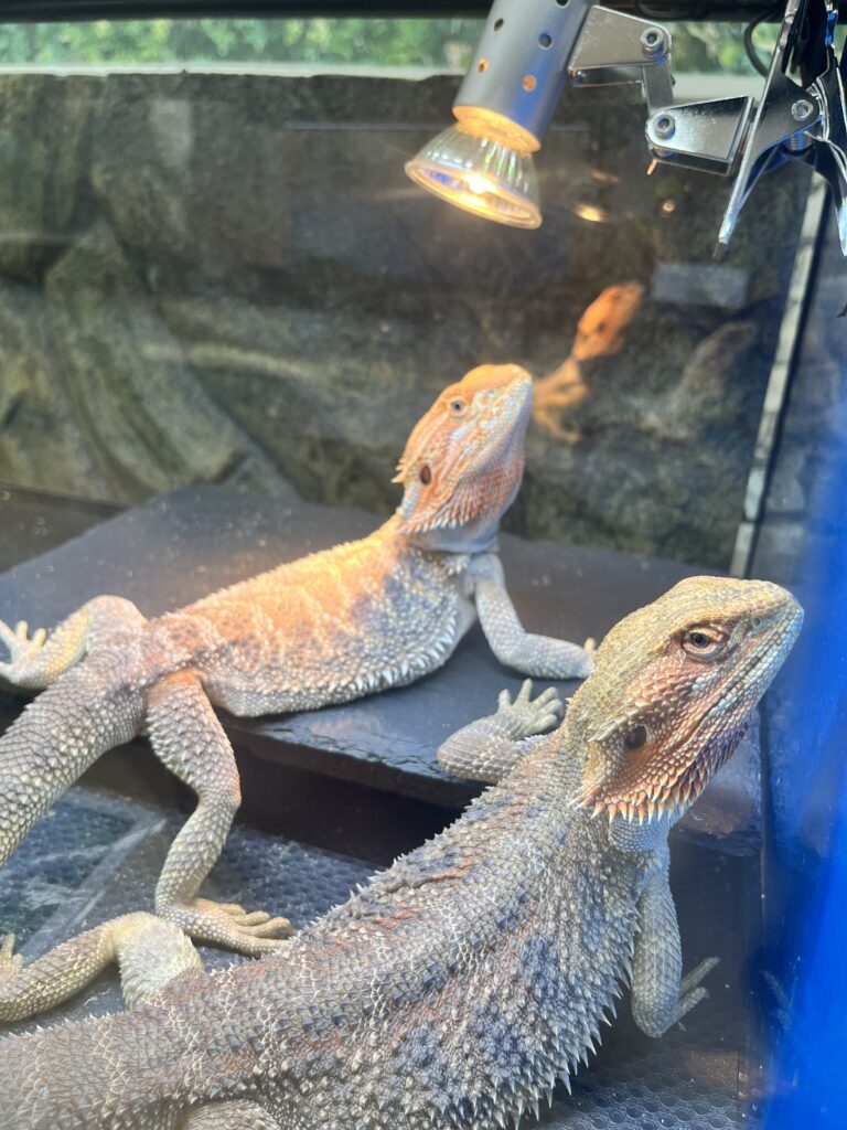 フトアゴヒゲトカゲとローソンアゴヒゲトカゲを並べたイメージ写真