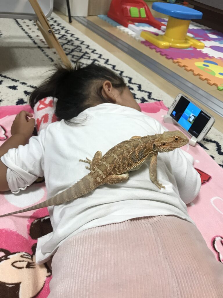 ハンドリングを嫌がるフトアゴの対処法